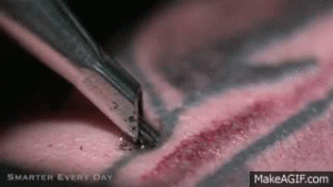 aiguilles de tatouage penetrant la peau